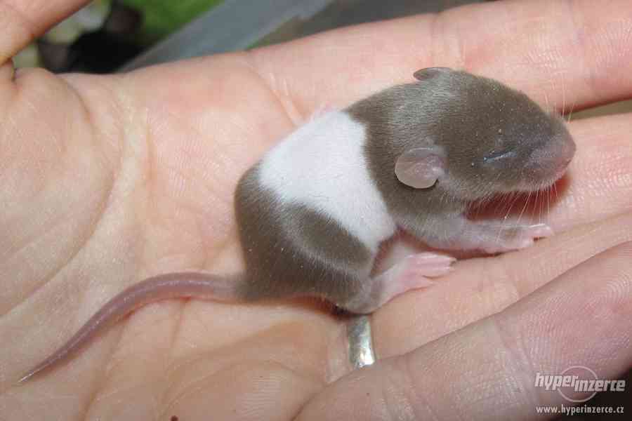 Barevné vymazlené myšky - foto 7