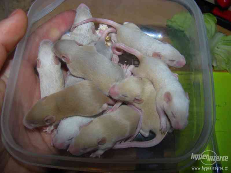 Barevné vymazlené myšky - foto 8