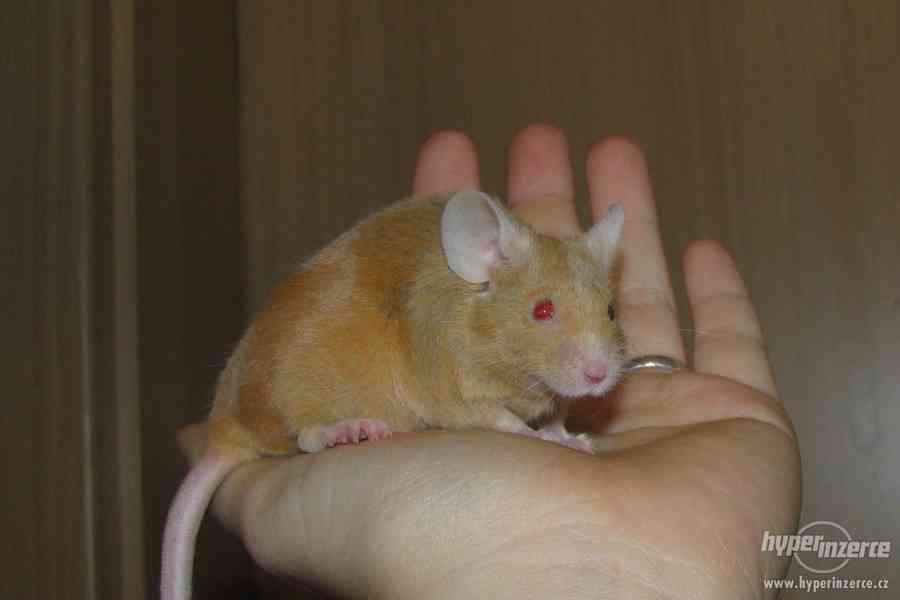 Barevné vymazlené myšky - foto 9