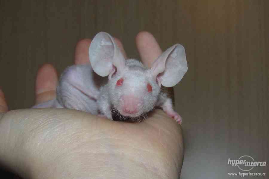 Barevné vymazlené myšky - foto 10