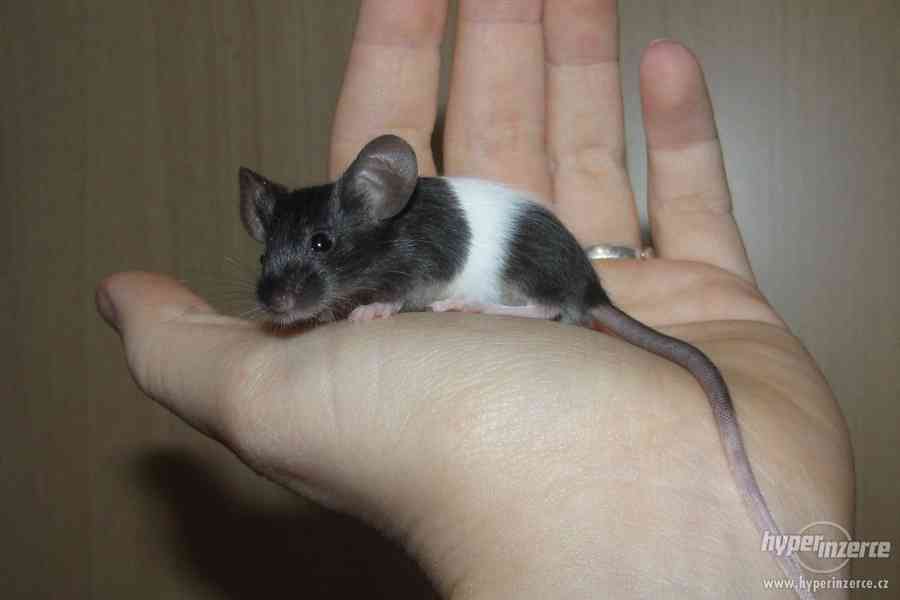 Barevné vymazlené myšky - foto 11