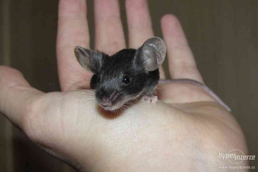 Barevné vymazlené myšky - foto 12