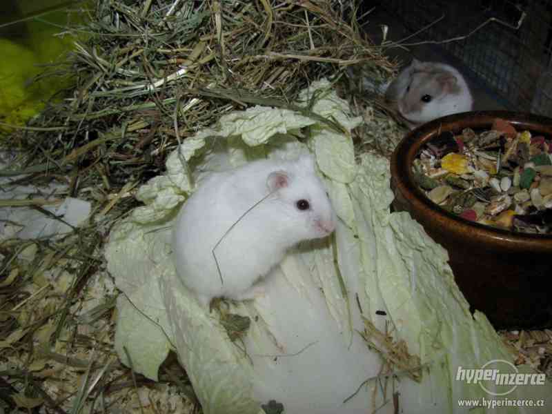 Barevné vymazlené myšky - foto 13