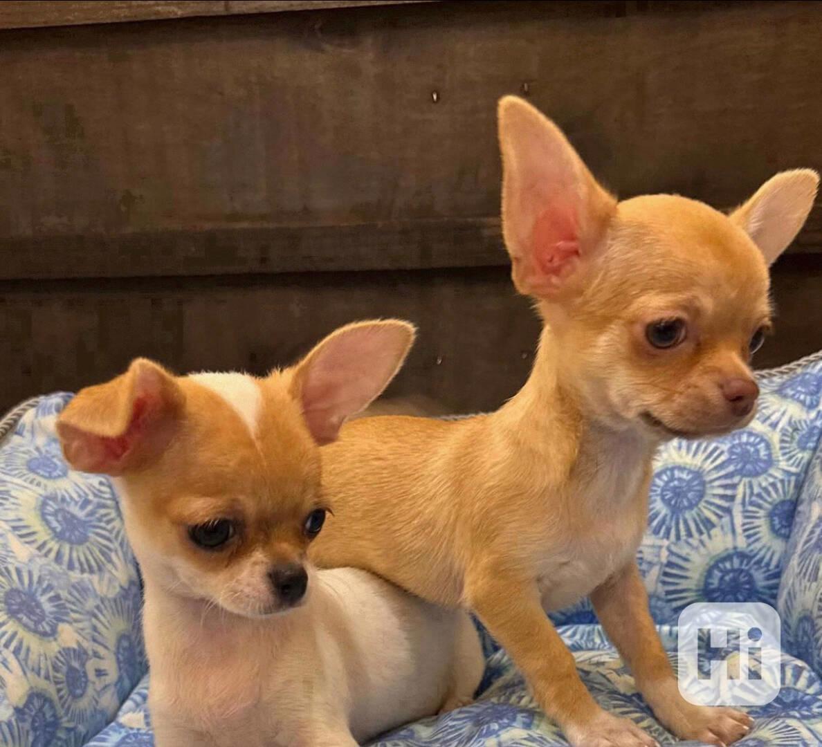 Štěňata čivavy k adopci.  - foto 1