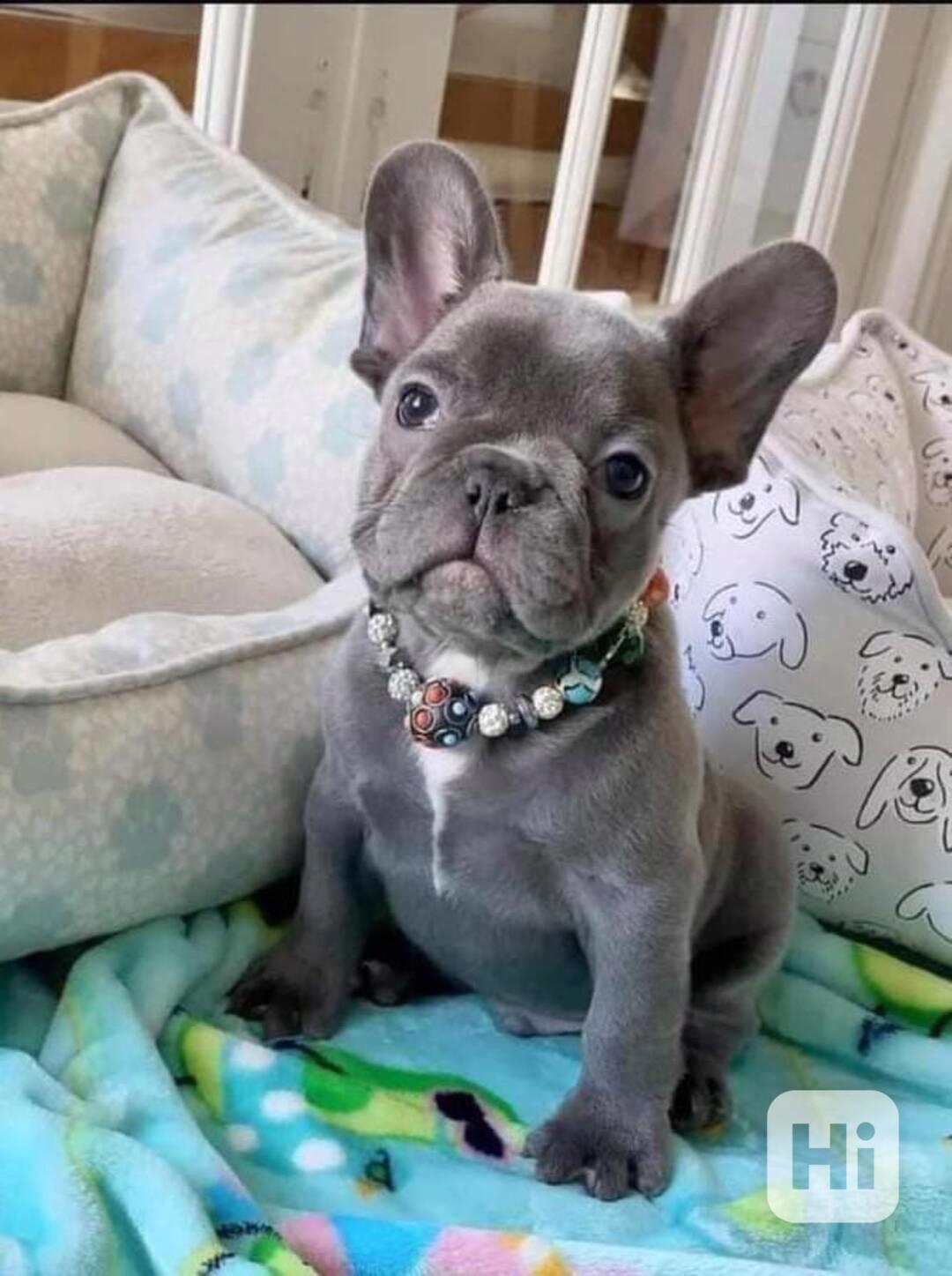 Štěňata francouzského buldočka hledají domov - foto 1