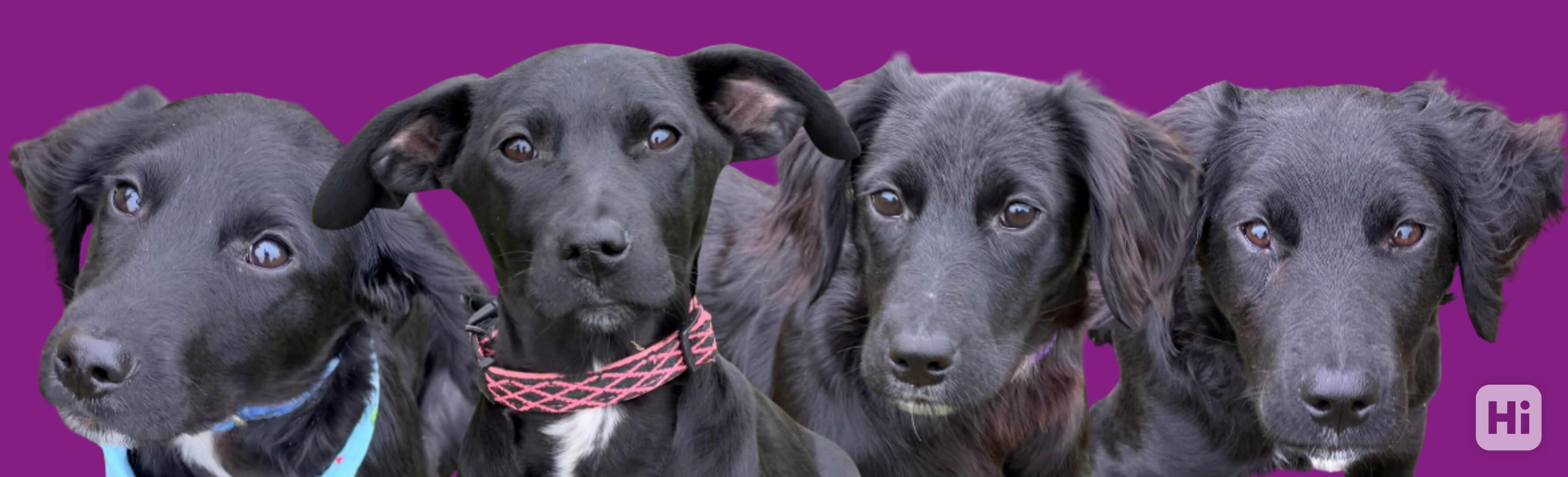 Štěňátka k adopci - kluci i holky - foto 1