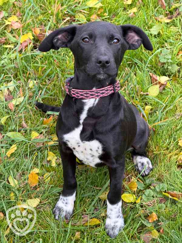 Štěňátka k adopci - kluci i holky - foto 5