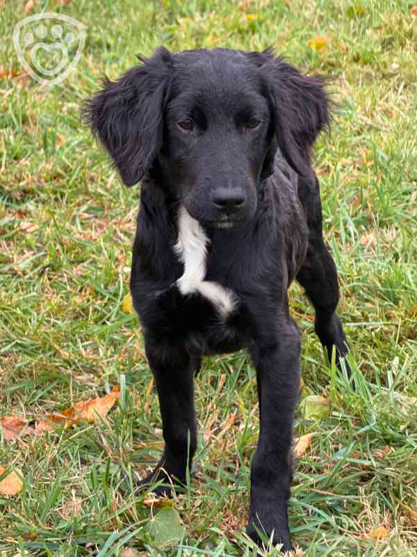 Štěňátka k adopci - kluci i holky - foto 2