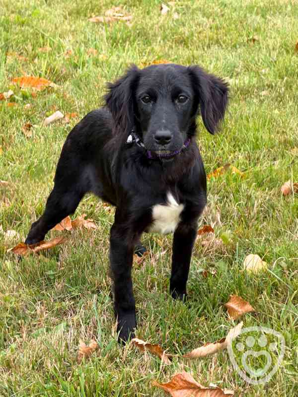 Štěňátka k adopci - kluci i holky - foto 3