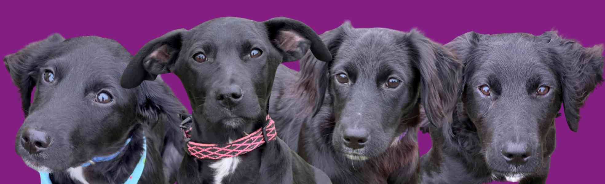 Štěňátka k adopci - kluci i holky - foto 1