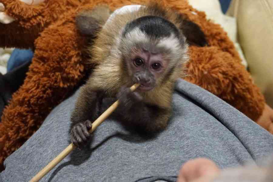 Monkey for adoption - bazar - Hyperinzerce.cz