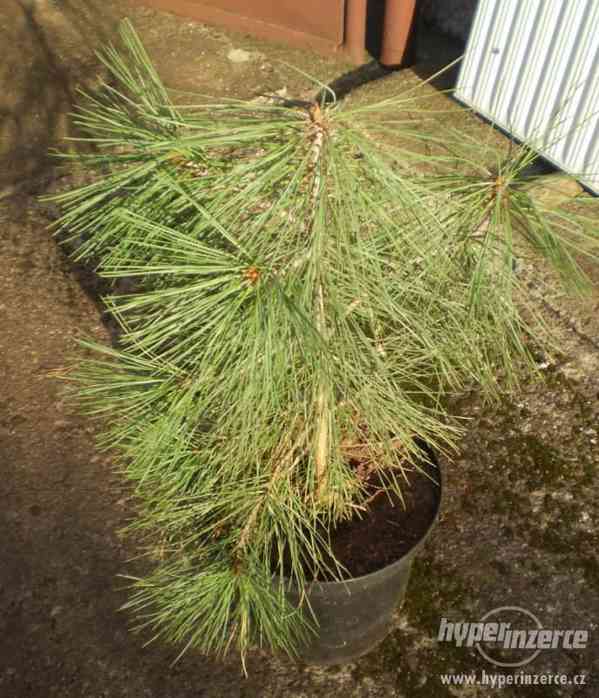 Pinus Jeffreyi (borovice) - foto 1