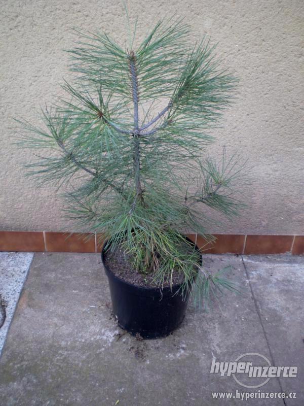 Pinus Jeffreyi (borovice) - foto 2