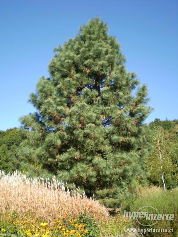 Pinus Jeffreyi (borovice) - foto 3