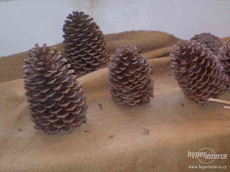 Pinus Jeffreyi (borovice) - foto 4