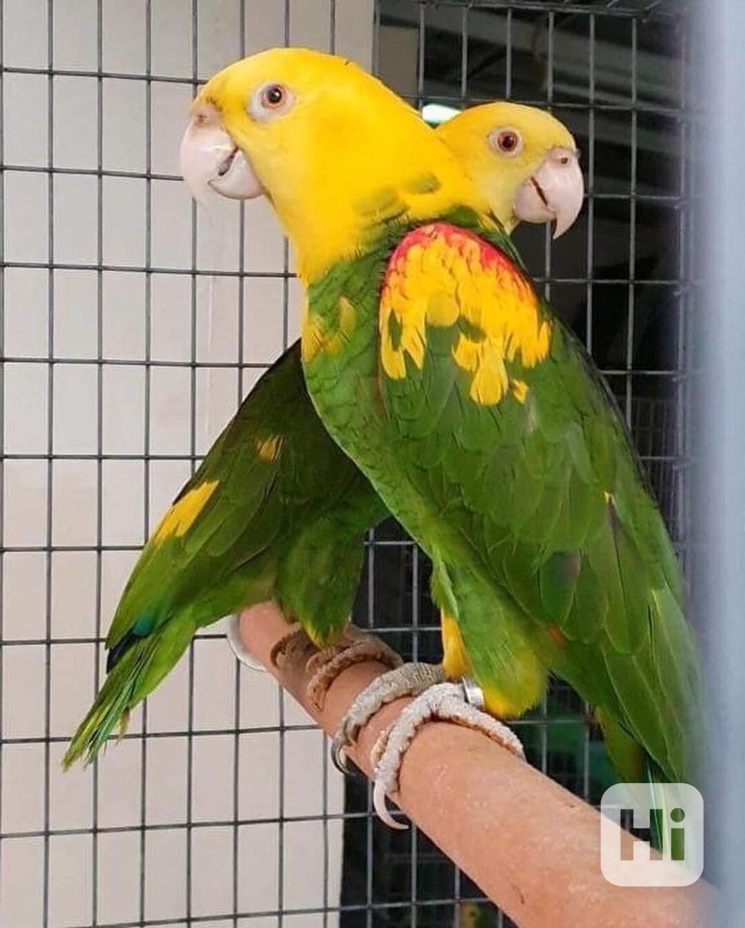 Roztomilí papoušci amazonští k dispozici - foto 1