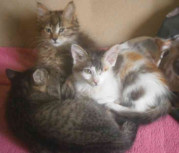 Tříbarevná, milá, hodná 7měsíční Lucinka nemá jedno očko. - foto 3