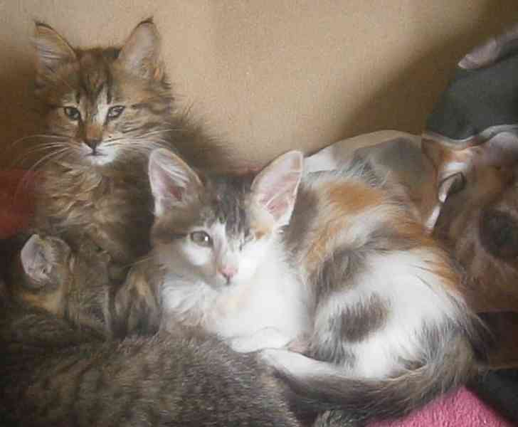 Tříbarevná, milá, hodná 7měsíční Lucinka nemá jedno očko. - foto 2