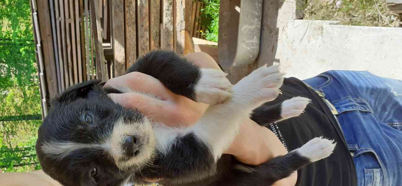 Štěně border kolie - foto 3