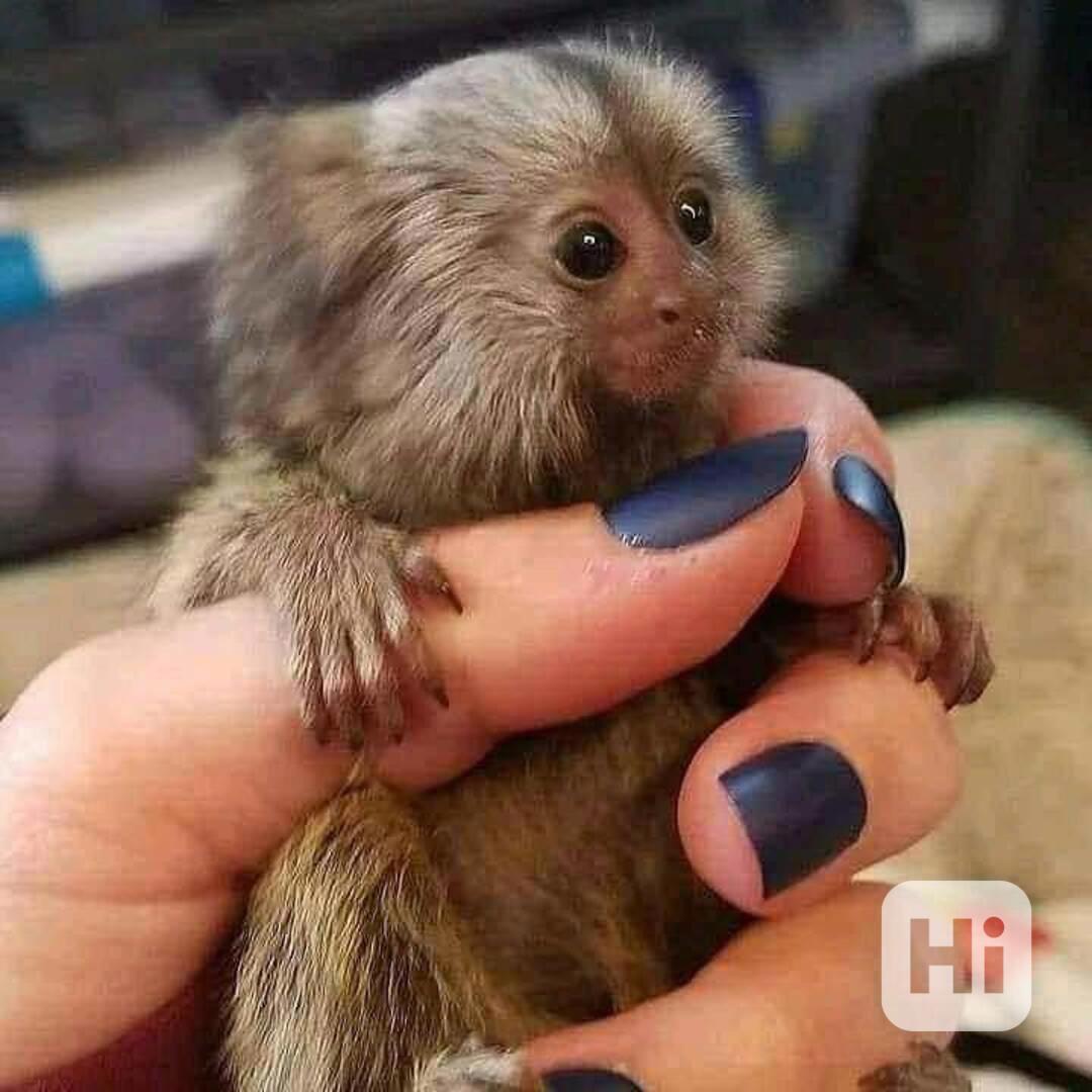 Roztomilé, zdravé opice kosmani - foto 1