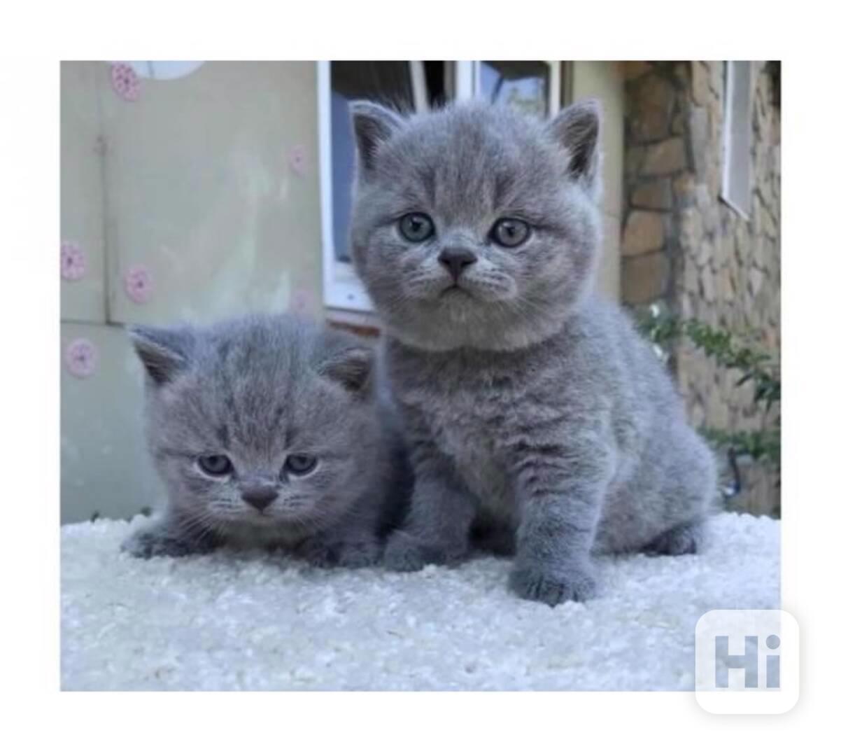  britská krátkosrstá koťátka k adopci zdarma  - foto 1