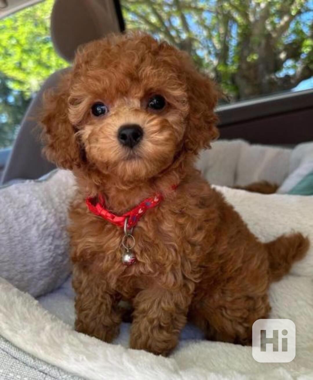 Roztomilá malá štěňata pudla k dispozici - foto 1