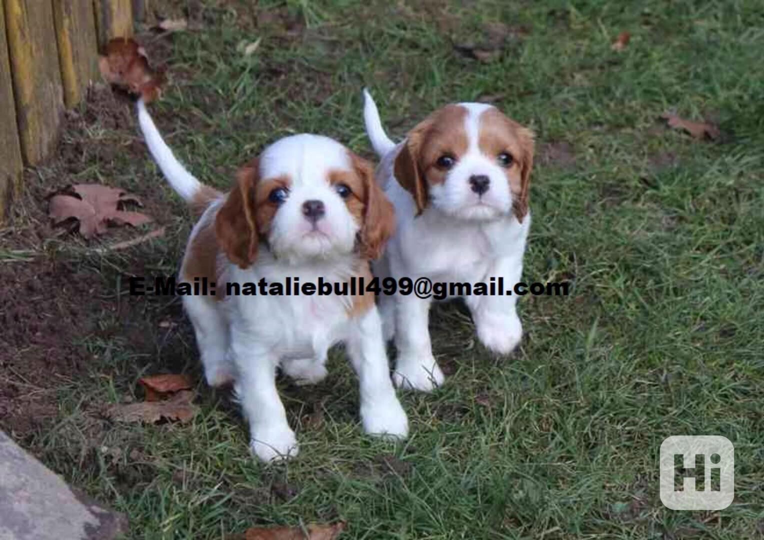 Kavalír King Charles Španěl  - foto 1
