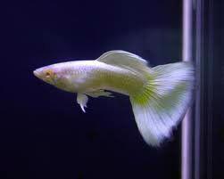 Pávi očka -Guppy - foto 5