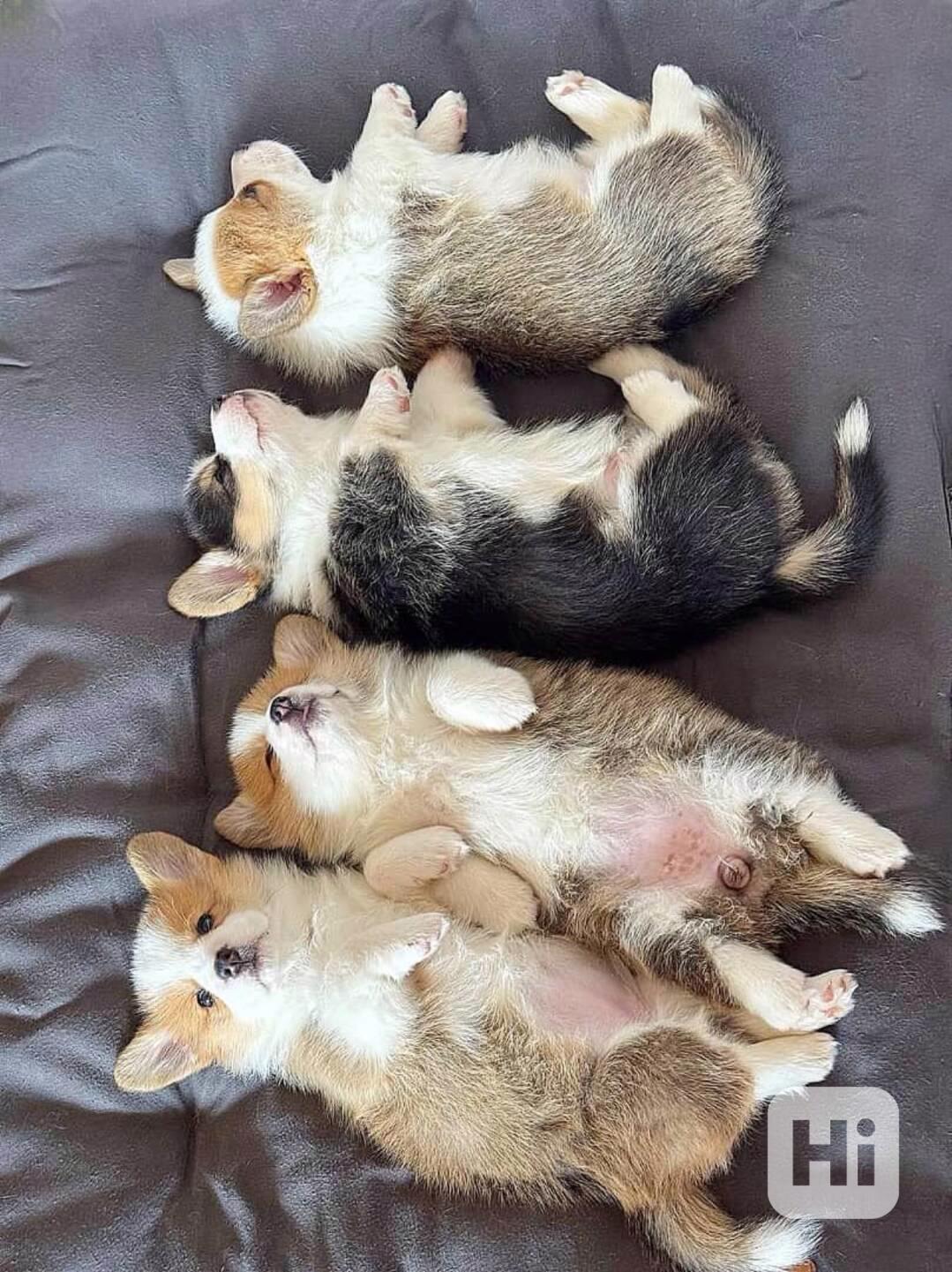 Rozkošná štěňata corgiho - foto 1