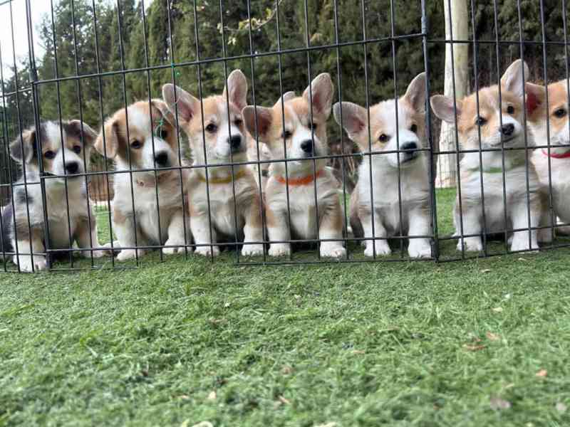 Rozkošná štěňata corgiho - foto 2