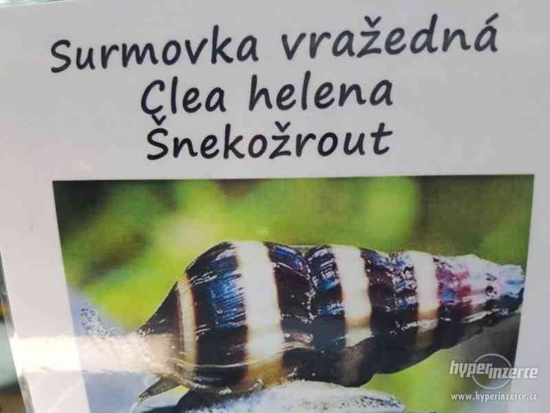 Prodám skaláry a šnekožrouty - foto 3