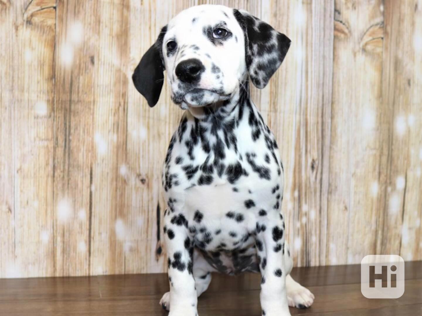 Dobře vycvičená štěňata dalmatinů,  - foto 1