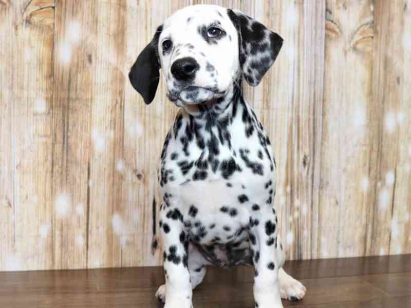 Dobře vycvičená štěňata dalmatinů, 