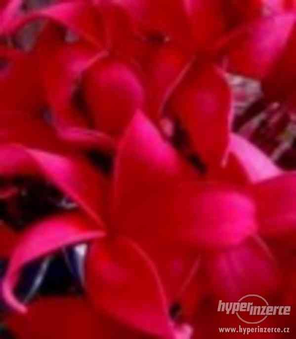Plumeria Red Fire - semena - foto 1
