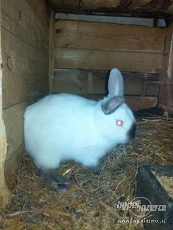 Zakrslý králíček - foto 1