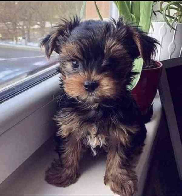 Štěňata jorkšírského teriéra hledají domov. - foto 1