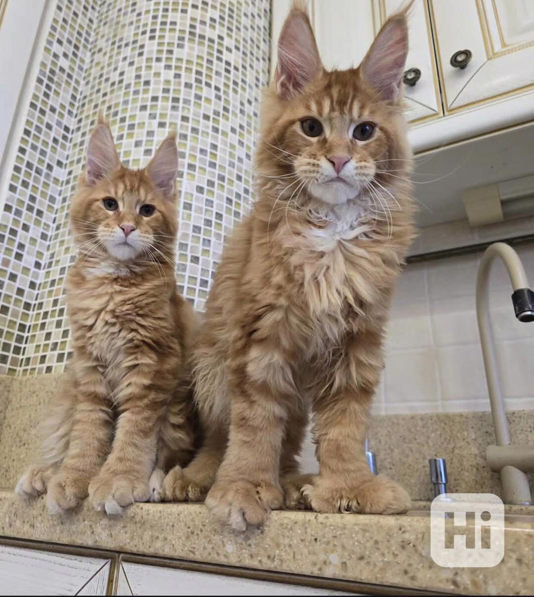 Pes a fenka Mainských mývalích koček k adopci. - foto 1