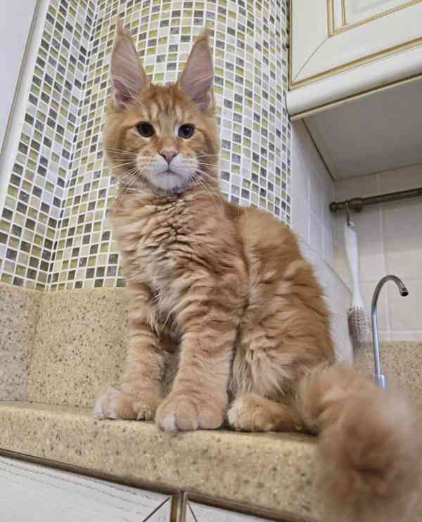 Pes a fenka Mainských mývalích koček k adopci. - foto 3