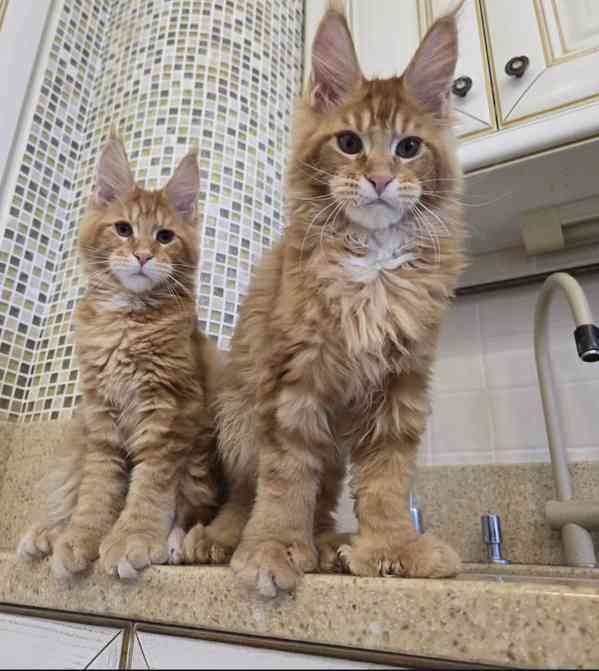 Pes a fenka Mainských mývalích koček k adopci. - foto 1