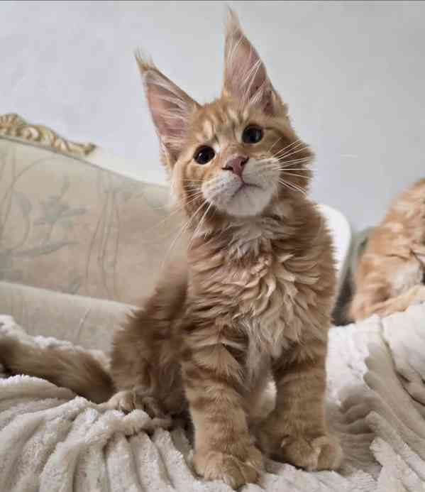 Pes a fenka Mainských mývalích koček k adopci. - foto 2