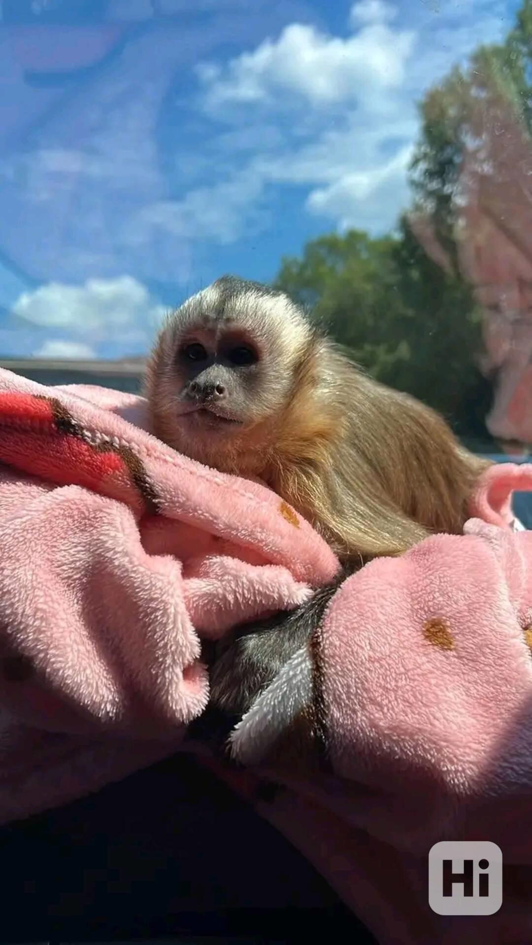  Kapucíni odchovaní mláďaty - foto 1