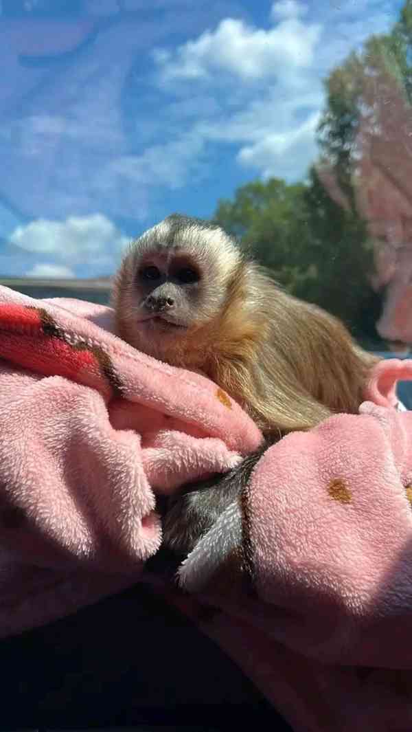  Kapucíni odchovaní mláďaty