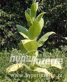 Semena tabáku kvalitních odrůd - foto 1