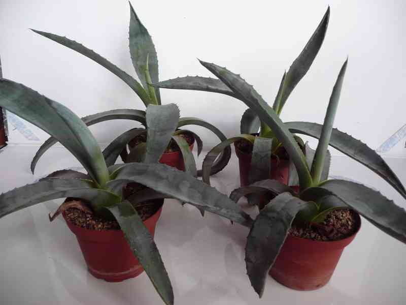 Agave americana - foto 8