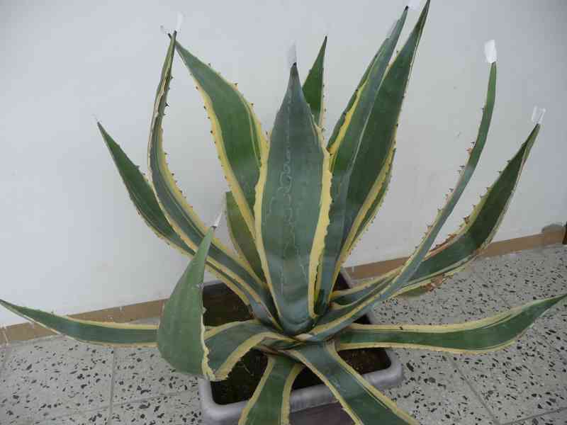 Agave americana - foto 2