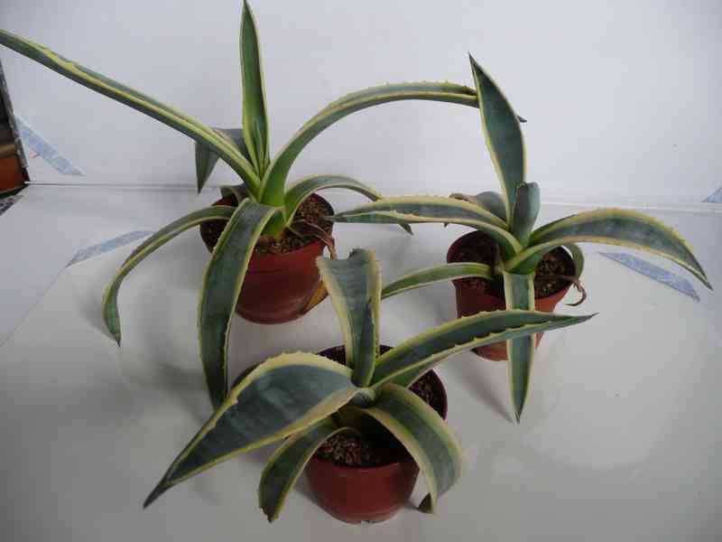 Agave americana - foto 7