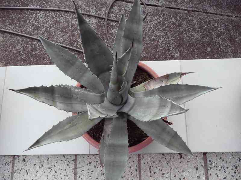 Agave americana - foto 5