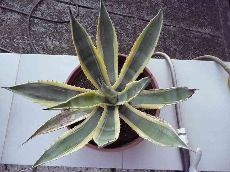 Agave americana - foto 4