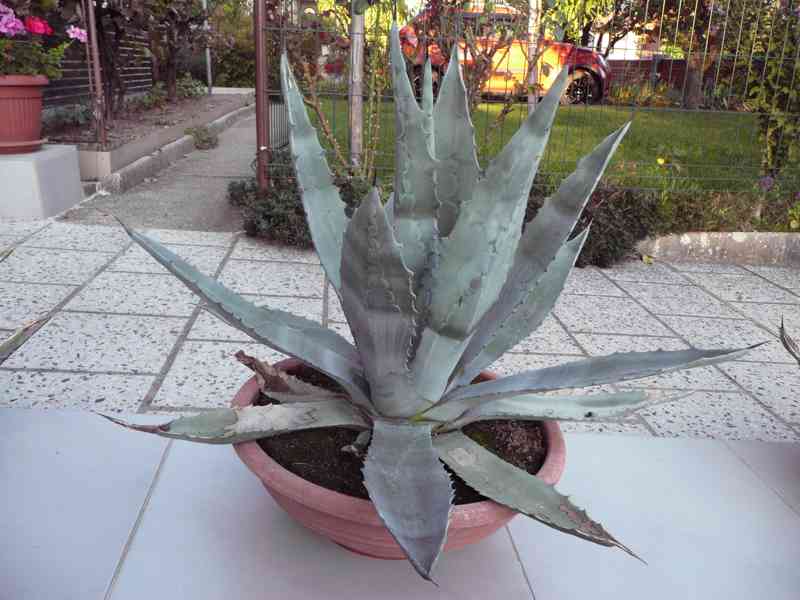 Agave americana - foto 3