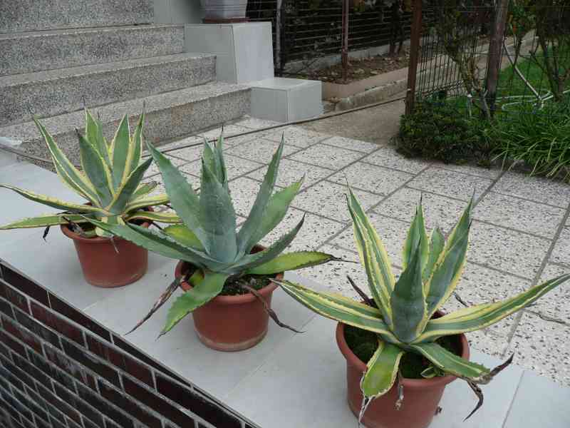 Agave americana - foto 6